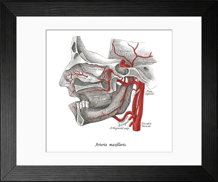 Framed Print : Old chromolithograph illustration of human circulatory system - the maxillary artery Framed Print : Old chromolithograph illustration of human circulatory system - the maxillary artery