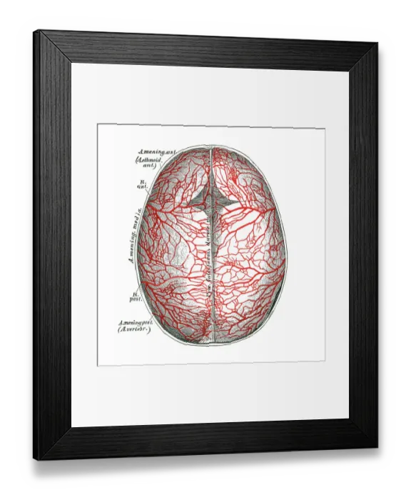 Framed Print : Old chromolithograph illustration of human circulatory system - arteries of the hard meninges or dura mater