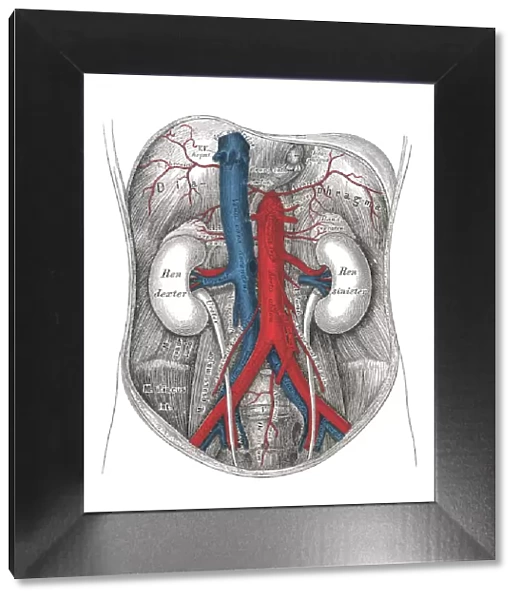 Old chromolithograph illustration of human circulatory system - the abdominal aorta and its branches