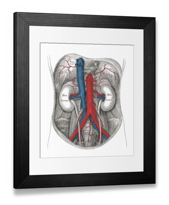 Framed Print : Old chromolithograph illustration of human circulatory system - the abdominal aorta and its branches Framed Print : Old chromolithograph illustration of human circulatory system - the abdominal aorta and its branches