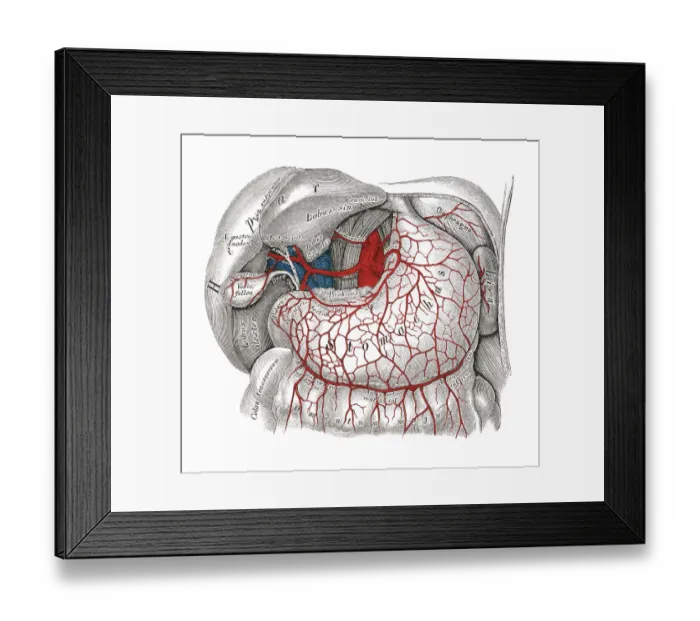 Framed Print : Old chromolithograph illustration of human circulatory system - Celiac artery Framed Print : Old chromolithograph illustration of human circulatory system - Celiac artery