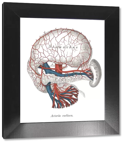 Old chromolithograph illustration of human circulatory system - Celiac artery