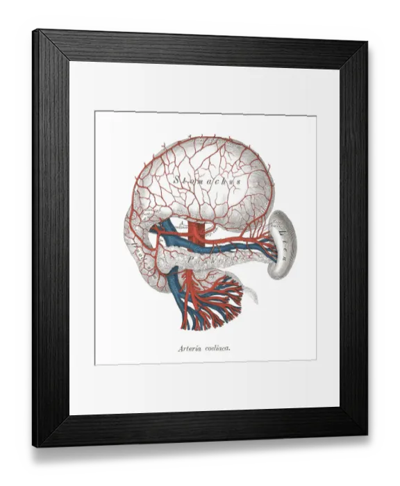 Framed Print : Old chromolithograph illustration of human circulatory system - Celiac artery Framed Print : Old chromolithograph illustration of human circulatory system - Celiac artery