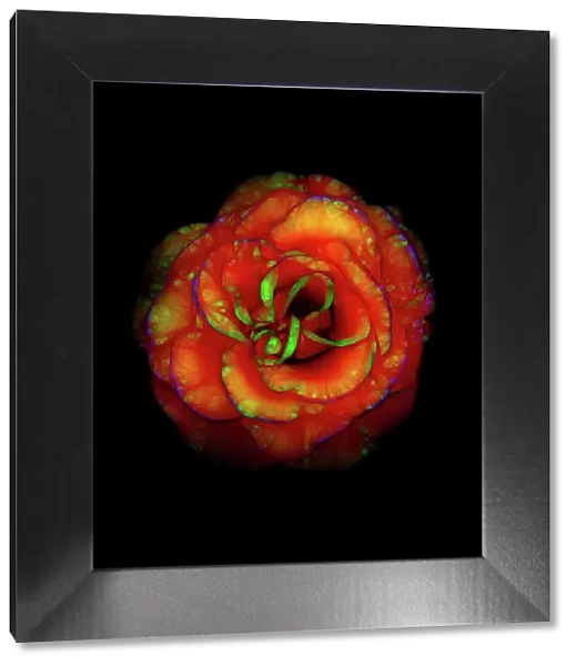 Rose Flower Abstract