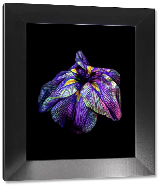 Purple Siberian Iris Neon Abstract