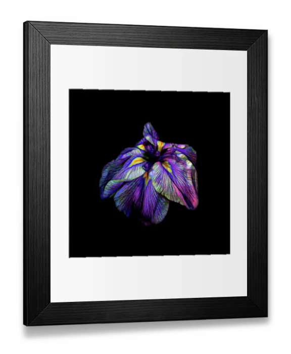 Framed Print : Purple Siberian Iris Neon Abstract Framed Print : Purple Siberian Iris Neon Abstract
