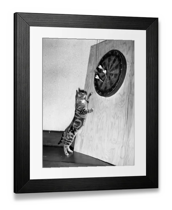Framed Print : Cat On The Oche Framed Print : Cat On The Oche
