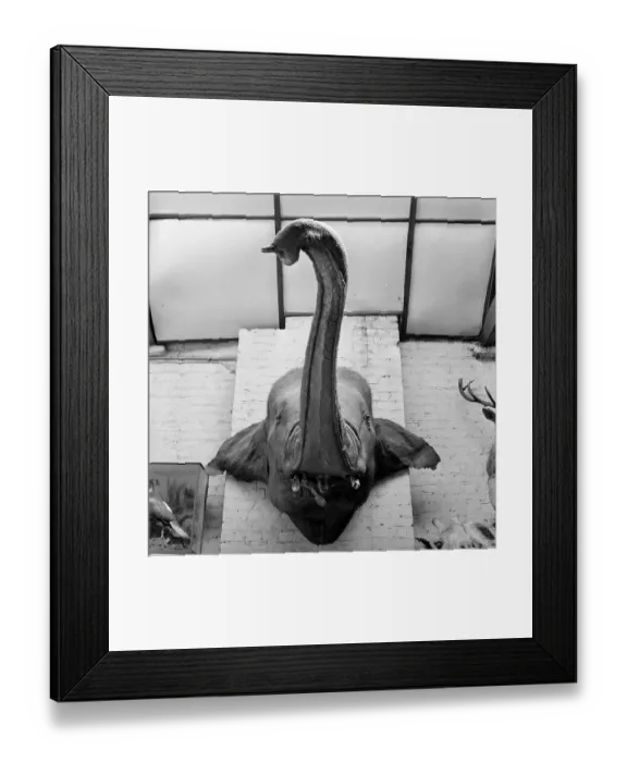 Framed Print : Jumbo Head
