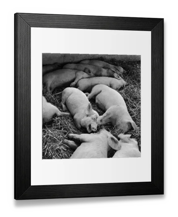 Framed Print : Porcine Rest
