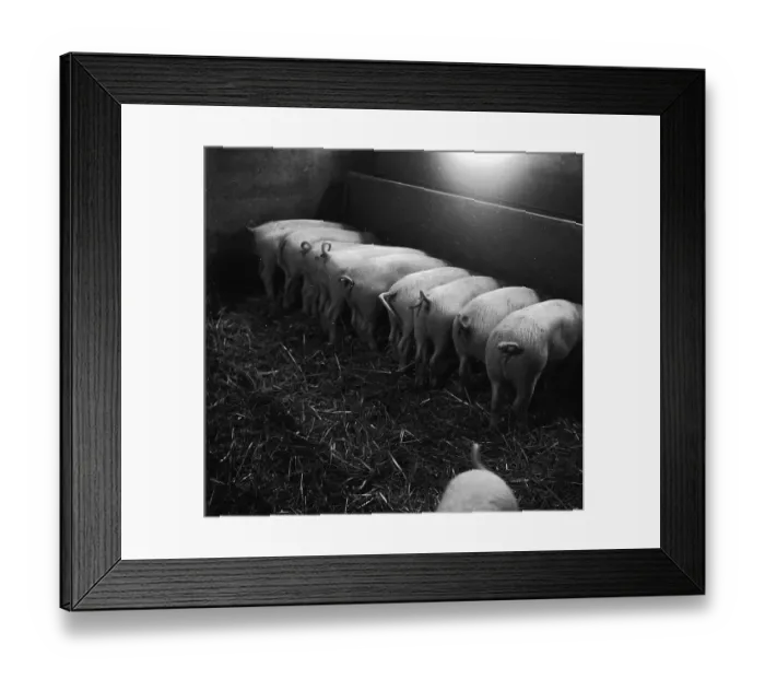 Framed Print : Greedy Piglets Framed Print : Greedy Piglets