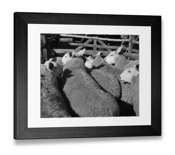 Framed Print : Penned Sheep Framed Print : Penned Sheep