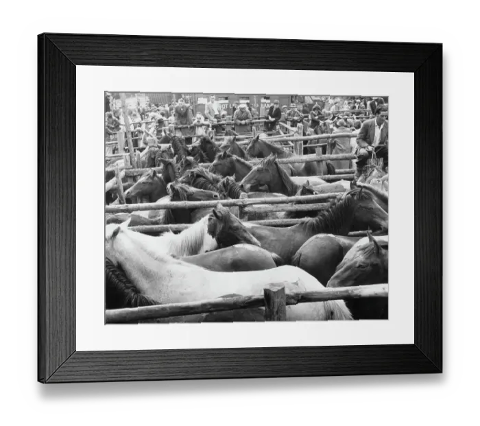 Framed Print : Ponies For Sale Framed Print : Ponies For Sale
