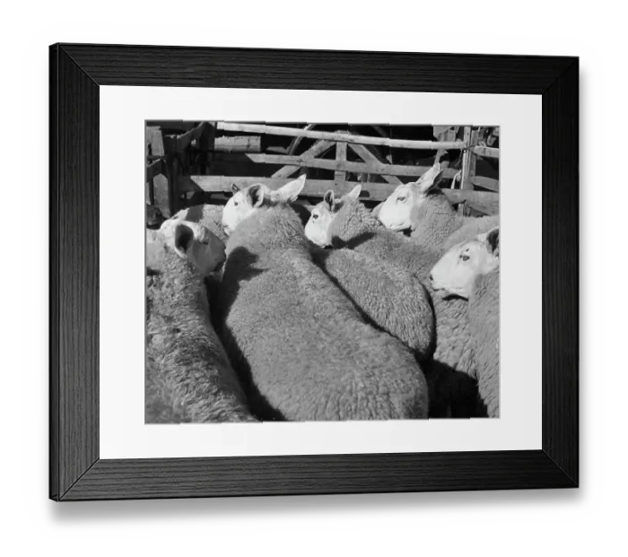 Framed Print : Penned Sheep Framed Print : Penned Sheep