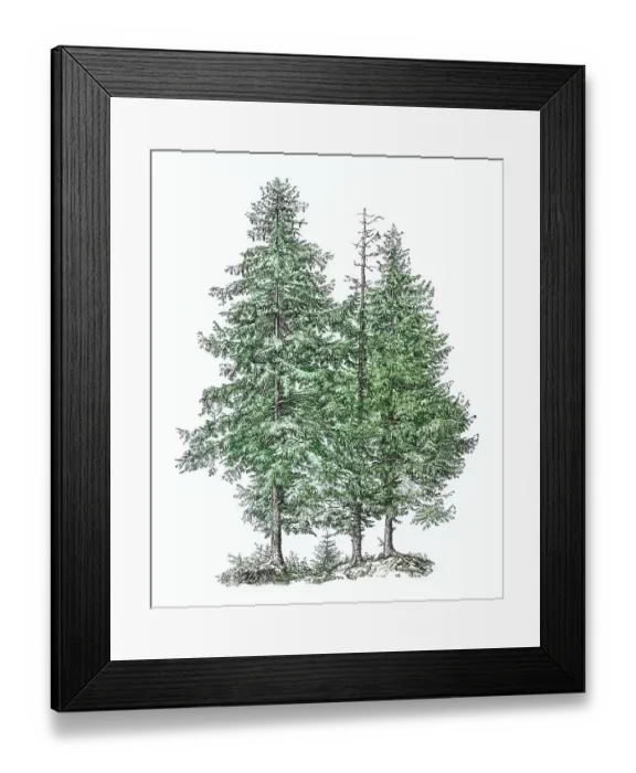 Framed Print : Old engraved illustration of Norway spruce or European spruce cone (Picea abies) Framed Print : Old engraved illustration of Norway spruce or European spruce cone (Picea abies)