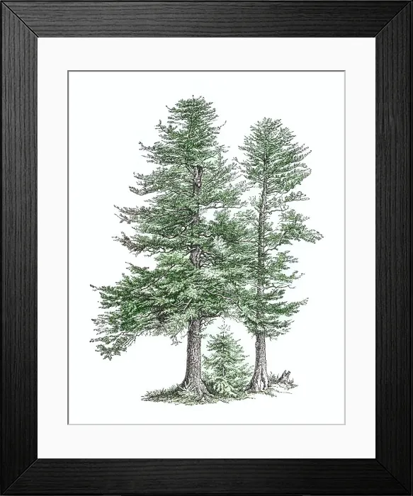 Framed Print : Old engraved illustration of European silver fir or silver fir (Abies alba) Framed Print : Old engraved illustration of European silver fir or silver fir (Abies alba)