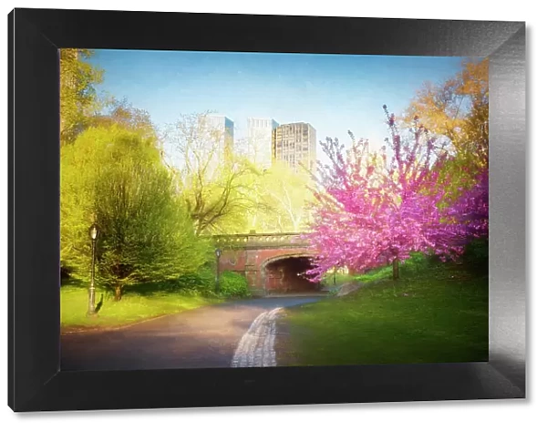 Cherry Blossoms, Spring, Bridge and Central Park, NYC