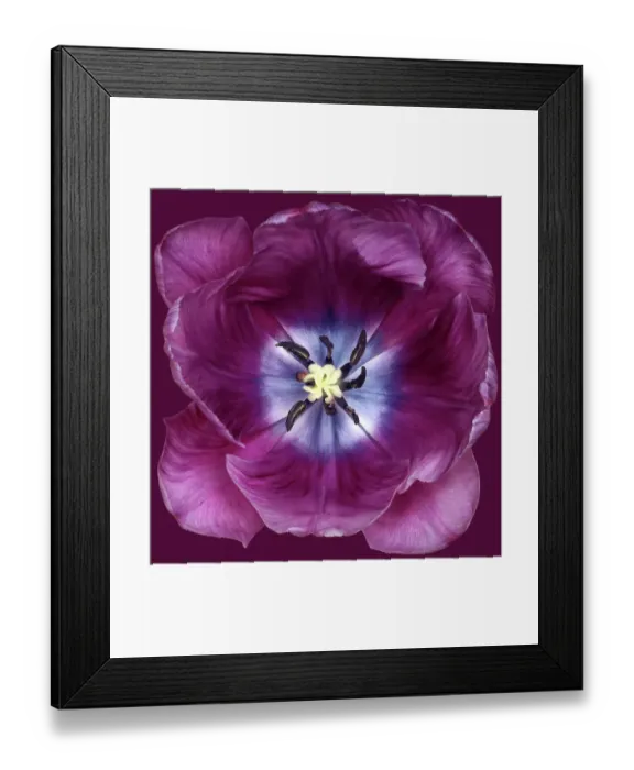 Framed Print : Bleu Aimable Framed Print : Bleu Aimable