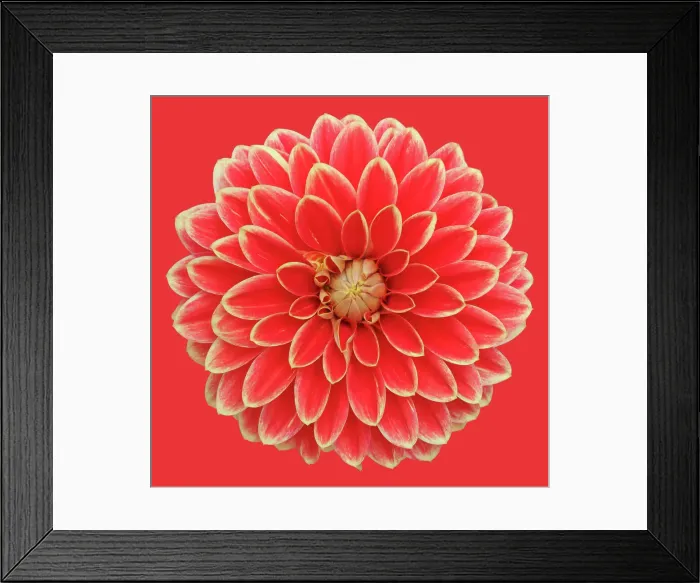 Framed Print : Garden Festival Framed Print : Garden Festival