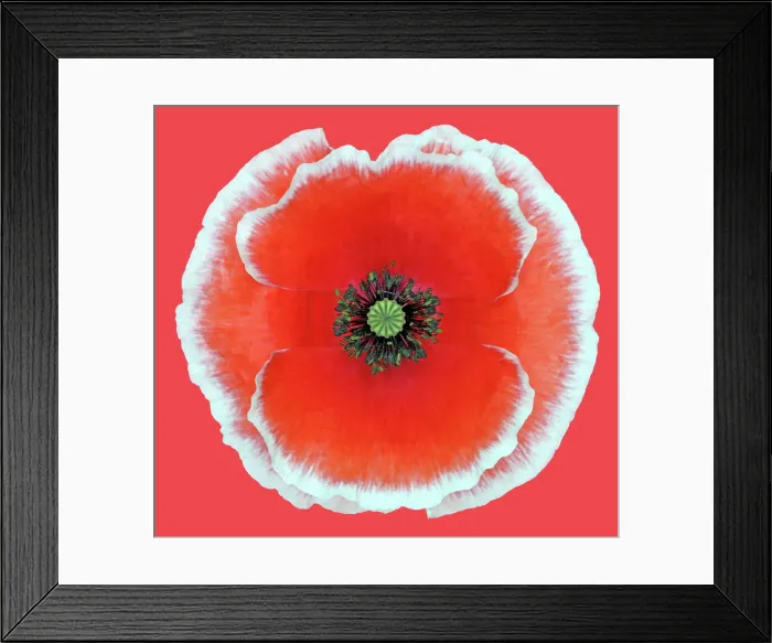 Framed Print : Picotee Poppy Framed Print : Picotee Poppy