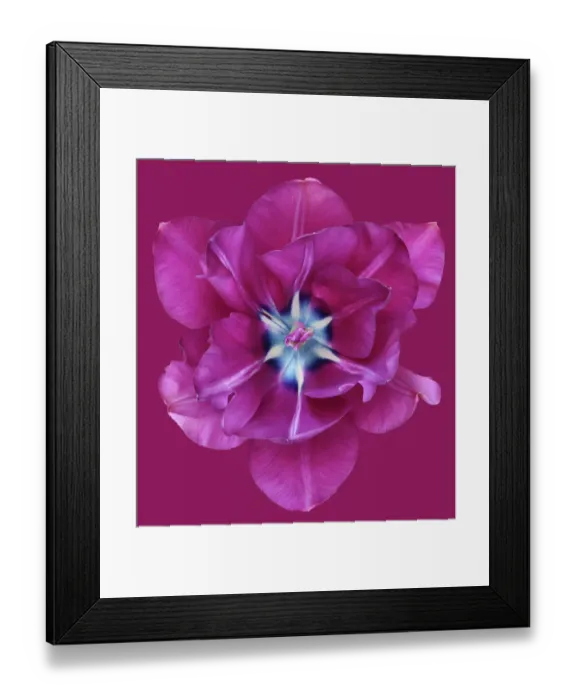 Framed Print : Blue Spectacle Framed Print : Blue Spectacle
