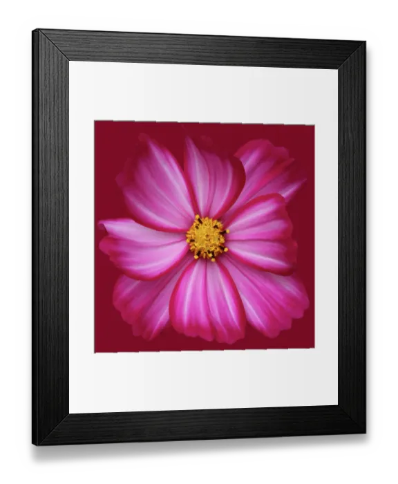 Framed Print : Cosmos Candy Stripe Framed Print : Cosmos Candy Stripe