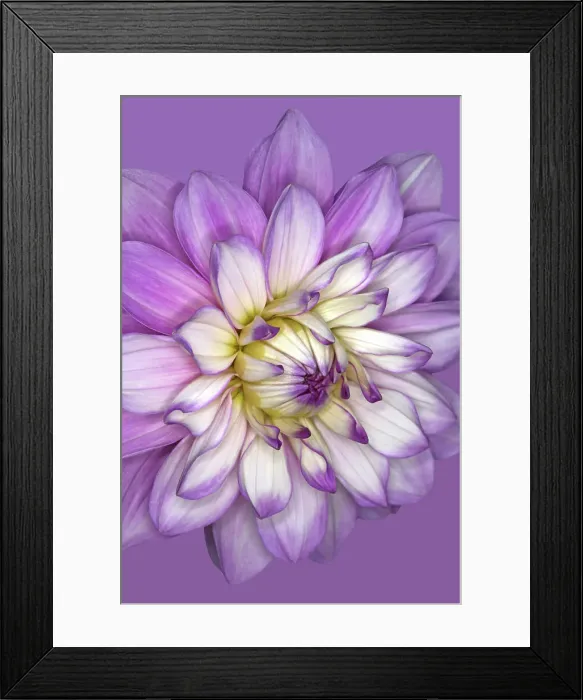 Framed Print : Carolina Moon Framed Print : Carolina Moon