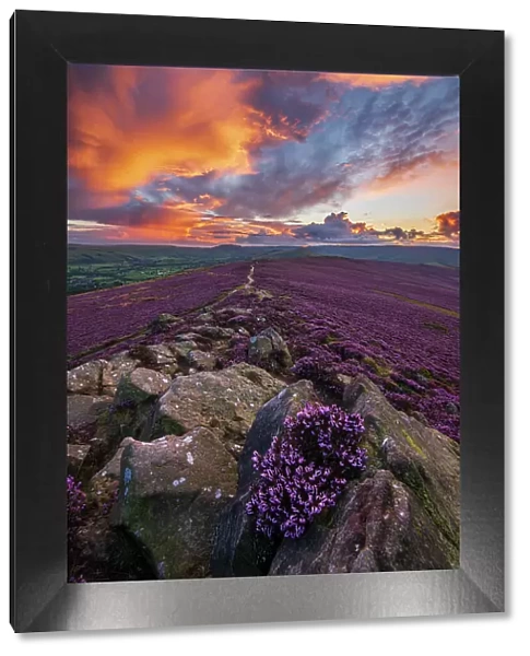 Winhill purple landscape at sunset, Derbyshire, Peak District. UK