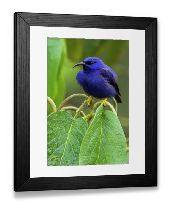 Framed Print : Purple Honeycreeper (Cyanerpes caeruleus) perching on leaf, Trinidad and Tobago Framed Print : Purple Honeycreeper (Cyanerpes caeruleus) perching on leaf, Trinidad and Tobago