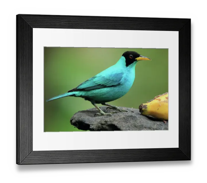 Framed Print : Green honeycreeper on bird feeder, Costa Rica Framed Print : Green honeycreeper on bird feeder, Costa Rica