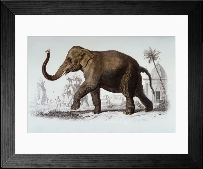 Framed Print : Indian Elephant Framed Print : Indian Elephant