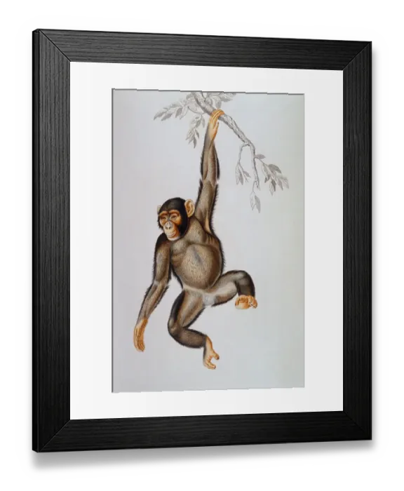 Framed Print : Chimpanzee Framed Print : Chimpanzee