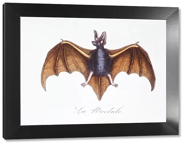 Bat. Photodisc Collection, WL000975