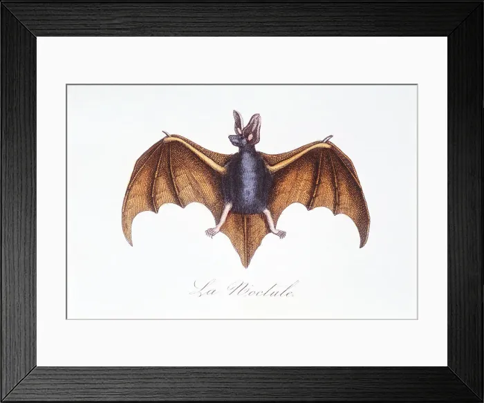 Framed Print : Bat. Photodisc Collection, WL000975