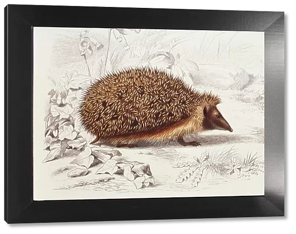 Hedgehog. Photodisc Collection, WL000962