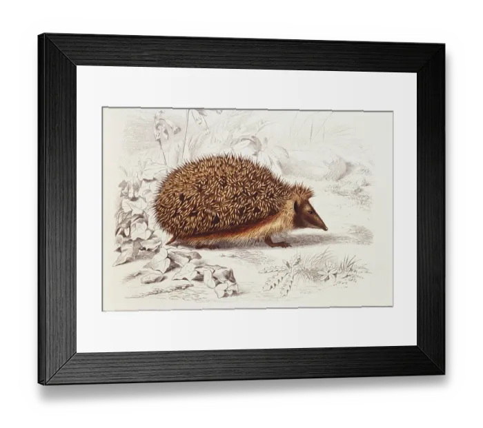 Framed Print : Hedgehog. Photodisc Collection, WL000962 Framed Print : Hedgehog. Photodisc Collection, WL000962