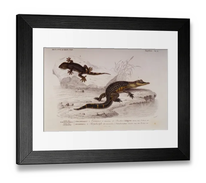 Framed Print : Crocodiles