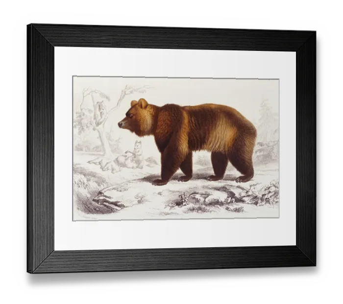 Framed Print : Grizzly Bear Framed Print : Grizzly Bear