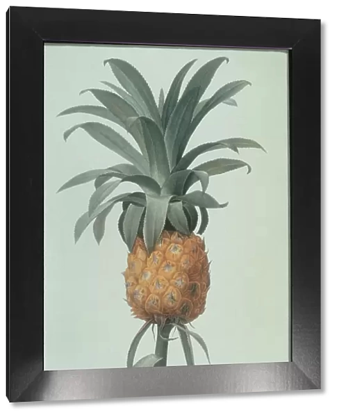 Pineapple. Photodisc Collection, FD001377
