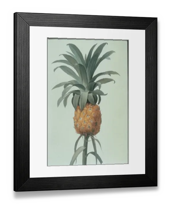 Framed Print : Pineapple. Photodisc Collection, FD001377 Framed Print : Pineapple. Photodisc Collection, FD001377