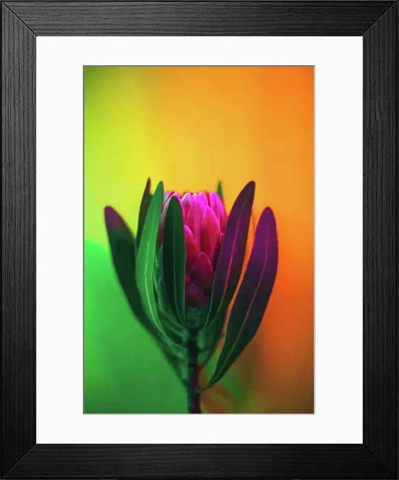 Framed Print : Pink protea flower in neon light. Gradient of green, yellow and pink colors. Copy space for your design. Extreme close-up Framed Print : Pink protea flower in neon light. Gradient of green, yellow and pink colors. Copy space for your design. Extreme close-up