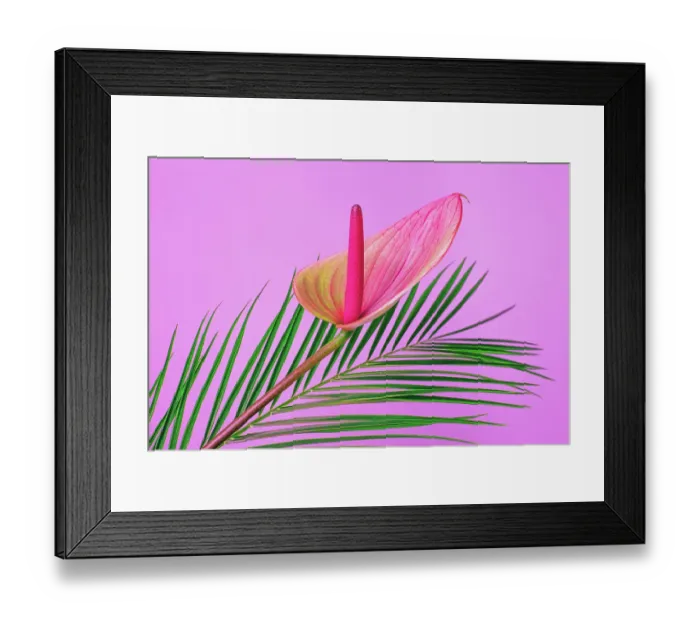 Framed Print : Anthurium flower with palm leaf on bright pink background. Tropical festive concept. Front view and close-up Framed Print : Anthurium flower with palm leaf on bright pink background. Tropical festive concept. Front view and close-up