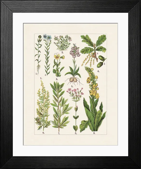 Framed Print : Medicinal and useful plants, chromolithograph, published in 1900 Framed Print : Medicinal and useful plants, chromolithograph, published in 1900