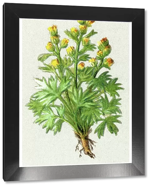 Old chromolithograph illustration of white genepi, genepi blanco (Artemisia umbelliformis) - small herb of the family Asteraceae