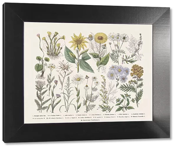 Flowering plants (Angiospermae, Asteraceae), hand-colored wood engraving, published in 1887