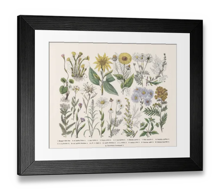 Framed Print : Flowering plants (Angiospermae, Asteraceae), hand-colored wood engraving, published in 1887 Framed Print : Flowering plants (Angiospermae, Asteraceae), hand-colored wood engraving, published in 1887