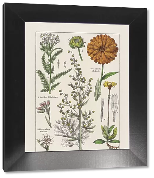 Magnoliids, Asteraceae, chromolithograph, published in 1895