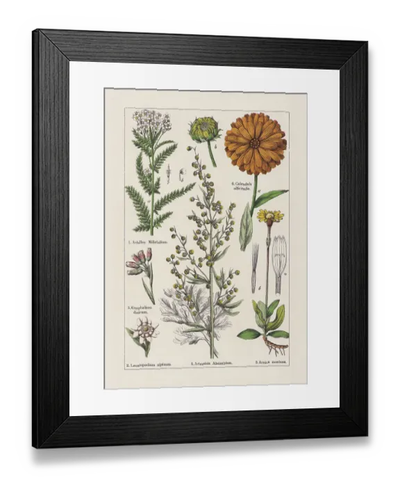 Framed Print : Magnoliids, Asteraceae, chromolithograph, published in 1895 Framed Print : Magnoliids, Asteraceae, chromolithograph, published in 1895
