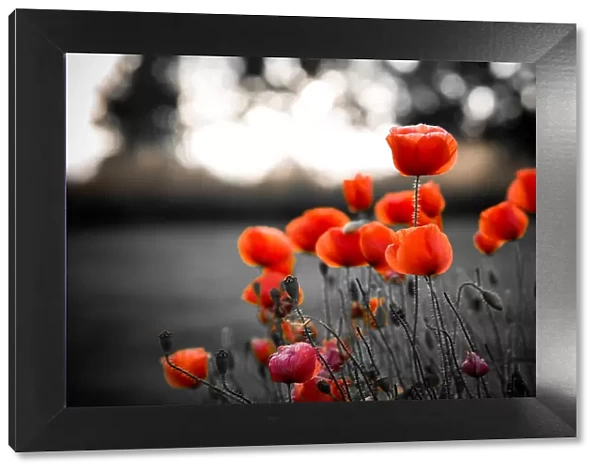 Red poppies against black and white background