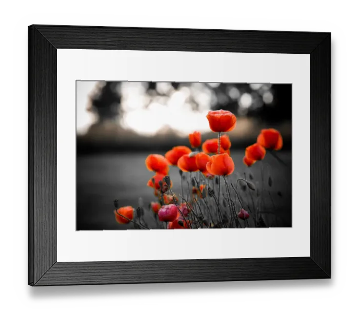 Framed Print : Red poppies against black and white background Framed Print : Red poppies against black and white background
