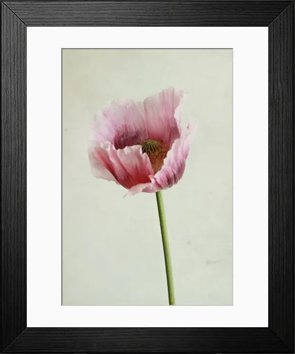 Framed Print : Oriental poppy Framed Print : Oriental poppy